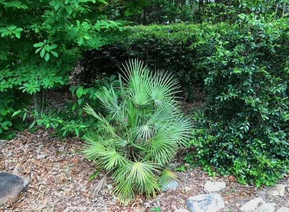 Mediterranean Fan Palm (Chamaerops humilis)